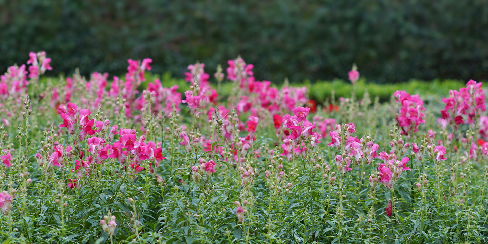 home landscape photo
